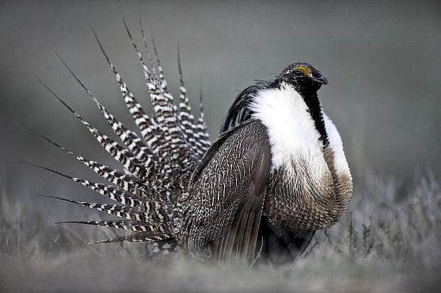FILE - This April 2014 photo provided by Colorado Parks and Wildlife shows a Gunnison sage grouse with tail feathers fanned near Gunnison, Colo. U.S. officials say they will decide next year whether the wide-ranging Western bird species needs protections even though Congress has blocked such protections from going into effect. That means wildlife officials could determine the greater sage grouse is heading toward possible extinction, but they would be unable to intervene under the Endangered Species Act. (AP Photo/Colorado Parks and Wildlife, Dave Showalter, File)