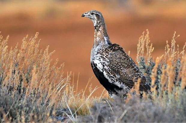 Conservationists are not pleased with a plan for the sage grouse.