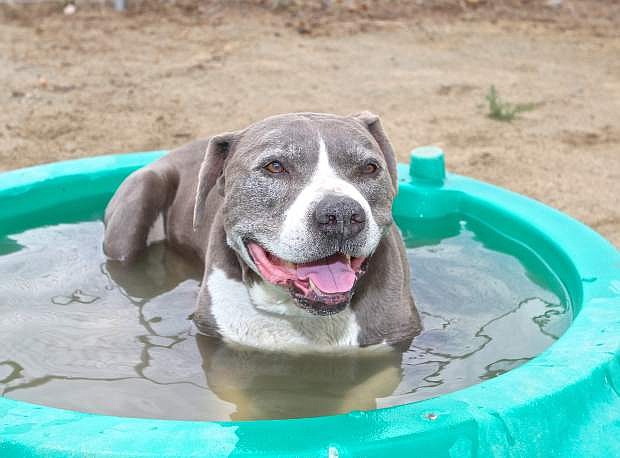 Rocko the Pit Bull stays cool on a hot day by laying in a baby pool.