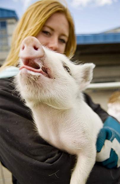 Rachel Andersen, from a local farm, shared her pig, Piggly Wiggly, and her calf with students at Fremont Elementary School as part of the annual cow plop fundraiser.