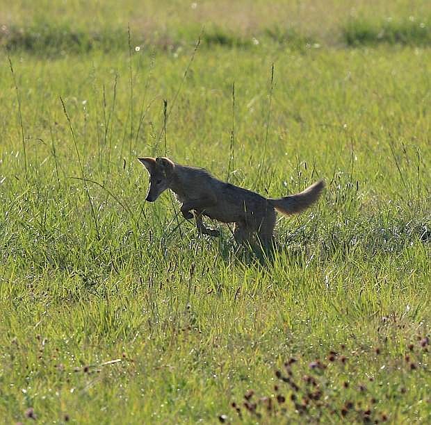 A coyote hunts for varmints along Highway 88 in Minden in this file photo.