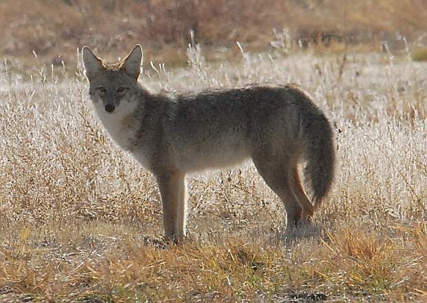 John Petroulis took this photo of a coyote in Ash Canyon.