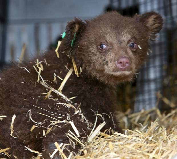 A three-and-a-half-month-old bear cub is heading to Animal Ark with his siblings, seen in April in Minden.