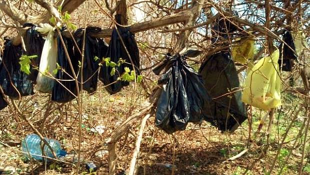 In this April 24, 2014 photo provided by the SPCA of Westchester&#039;s Humane Law Enforcement Division, plastic bags containing the remains of about 25 cats are hanging from a tree in a wooded area in Yonkers, N.Y. Authorities say it is too early to tell whether someone had killed the cats or were just disposing of their bodies. (AP Photo/SPCA of Westchester&#039;s Humane Law Enforcement Division)