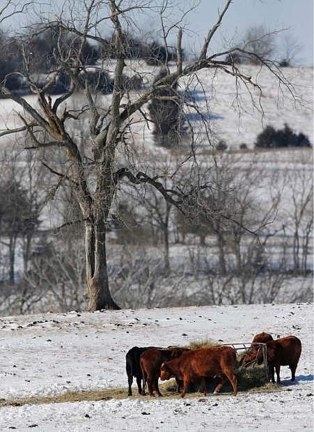 Cattle feed in a pasture near Lecompton, Kan., Monday, Jan. 6, 2014. Cattle with their thick hides and heavy coats can usually weather the cold temperatures well as long as there is not much snow to get them wet. Luckily, it is too early for most ranchers to calve yet in Kansas. But the brutally cold temperatures make it hard for the ranchers who must make sure they have plenty of unfrozen water, feed and bedding. (AP Photo/Orlin Wagner)