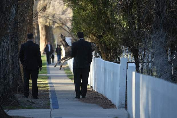 A deer jumps over a fence on Mountain Street in front of Gov. Brian Sandoval on Wednesday morning. In honor of Nevada Moves Day the governor walked to work.