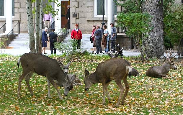 A small group of bucks gather on the lawn in front of the Capitol building recently.