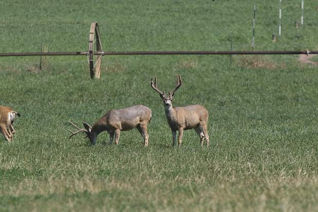 Two bucks graze on alfalfa in Washoe Valley on Tuesday.