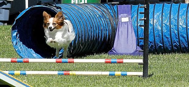 A dog exits a tube and flies over a jump barrier Saturday in the Quicksilver Agility Club&#039;s competition in Fuji Park. The competition continues today.