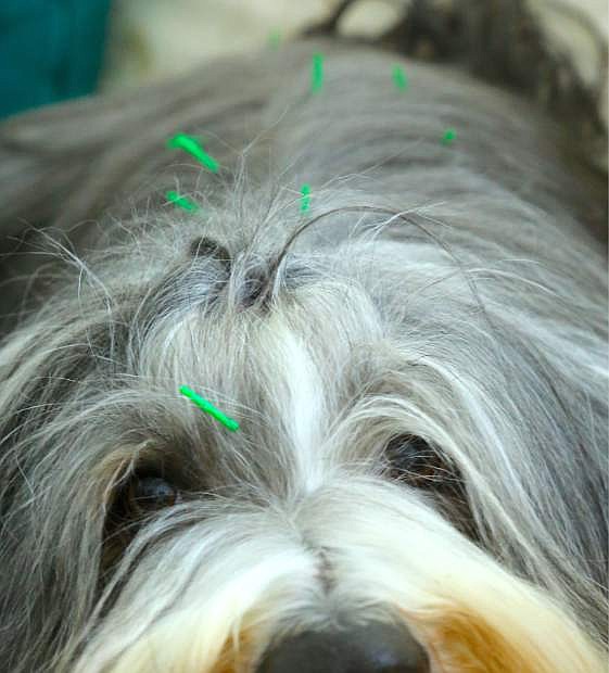 &quot;Pal&quot;, a 10-year-old bearded collie receives acupuncture treatment at Whole Dog Haven on Tuesday.