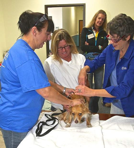 Liz Tully&#039;s dog Gizmo gets chipped by the Humane Society&#039;s Beata Liebetruth (right) while Beverly Reeks assists Saturday morning.