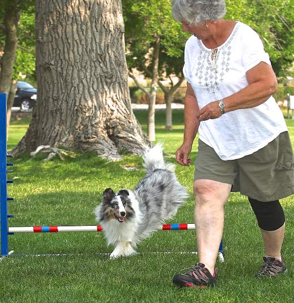Gladys Pedigo of Placerville, Ca. practices with her 9-month-old Shetland Sheepdog &#039;Cal&#039; Friday morning at Fuji Park. Quicksilver Agility Club, a Northern Nevada group that promotes the sport of dog agility with purebred or mixed breed dogs, is hosting a dog agility trial show Friday through Sunday at Fuji Park, located across from Costco in Carson City. Entries can be made from 8 to 8:30 a.m. Friday and from 7:30 to 8 a.m. Saturday and Sunday. For rules, forms and more information, go to www.quicksilveragility.org.
