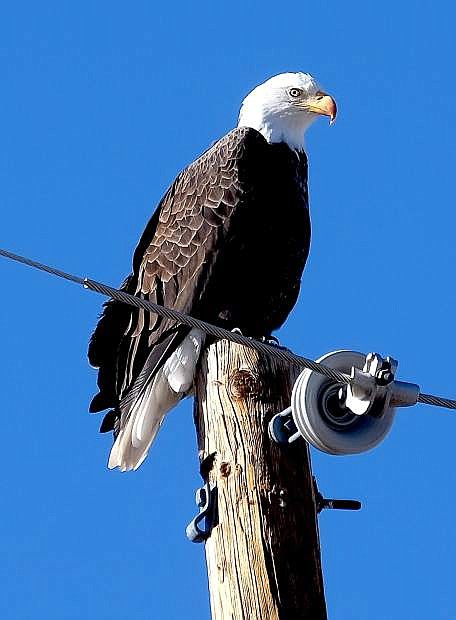 Cullen Shiffrin of Carson City took this photo of a Bald Eagle sitting on a power pole along Edmonds Drive just south of th National Guard Facility about 3 p.m. Friday.