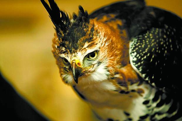Mya, an ornate hawk eagle owned by Mark Moglich, was one of three raptors featured at the Birds of Prey lecture as part of a previous Eagles &amp; Agriculture event.