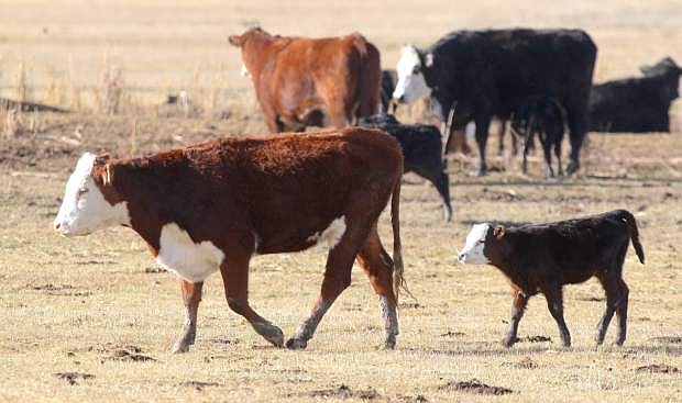 Calving season is underway in the Carson Valley.
