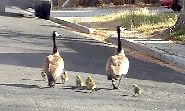 Amy Vanderlinden sent in this photo of a gaggle of geese walking near Fifth and Nevada streets on Easter Sunday.