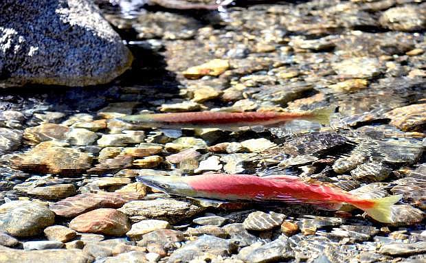 Salmon swim in Taylor Creek during an annual spawning period. When the process is finished, both male and female salmon die.