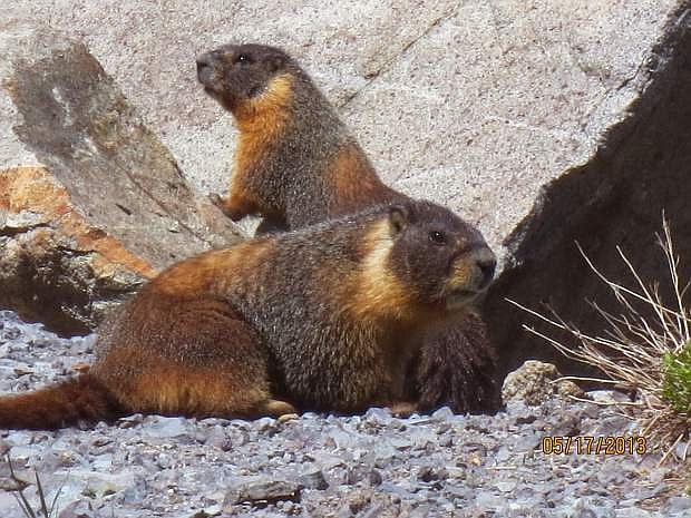 Rosanna Brand of Genoa shot this photo of yellow-bellied woodchucks at the summit on Highway 4.