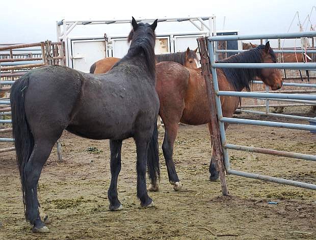 Churchill County Ciommissioners received information at their Thursay meeting on the wild horses and how  pens are overcrowded.