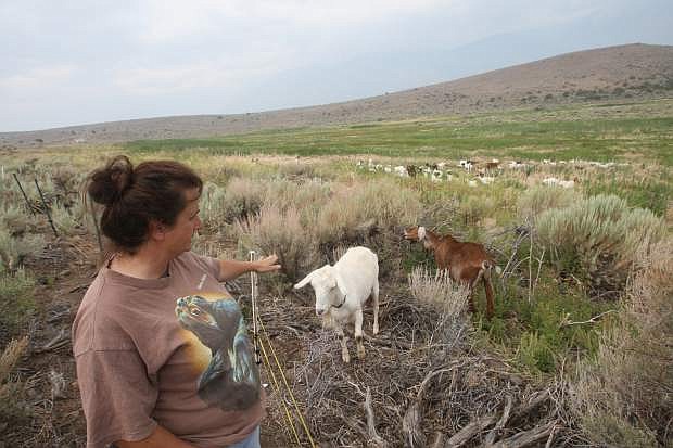 Gloria Montero, owner of Weed Warriors talks about the benefits of using goats to thin invasive plants.