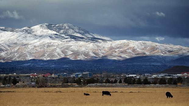 FILE--This Dec. 25, 2014, file photo shows cattle grazing with a view of the fresh snow on Peavine Peak on Christmas morning in Reno, Nev. Nevada Gov. Brian Sandoval is urging the Bureau of Land Management to reconsider livestock grazing restrictions in northeast Nevada that he says may be unwarranted given a wet winter that has drought conditions on the mend. (Jason Bean/Reno Gazette Journal via AP, file) NO SALES; NEVADA APPEAL OUT; SOUTH RENO WEEKLY OUT; MANDATORY CREDIT