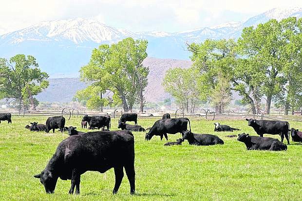 Livestock producers can learn about managed intensive grazing systems July 23 in Gardnerville.