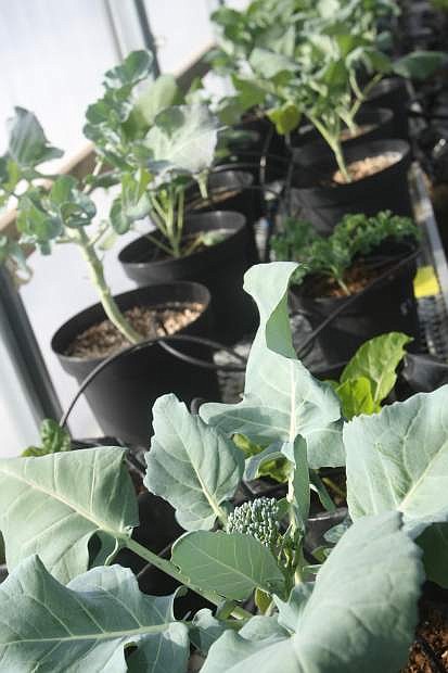 Broccoli grows at the greenhouse on Wednesday.