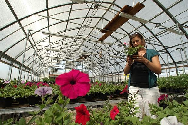 Greenhouse site manager and educator Camille Jones inspects a container of petunias.