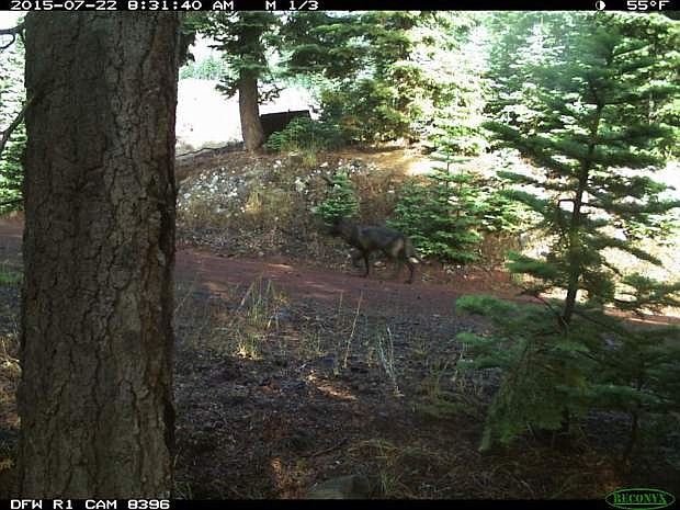 A trail camera photo taken in July 2015 shows what many scientists believe to be a gray wolf in a remote location of Siskiyou County.