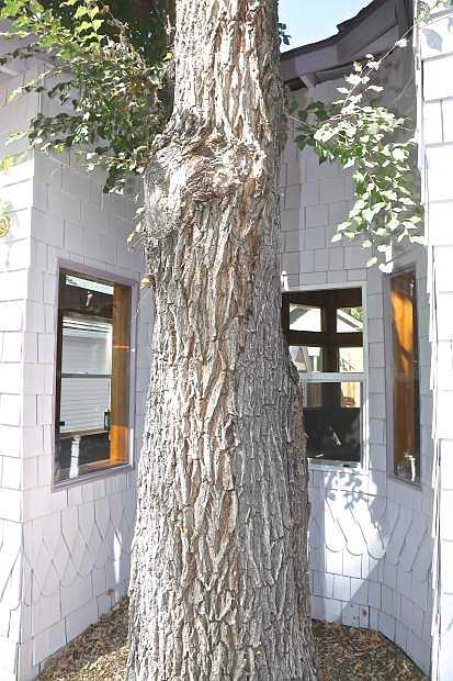 A family room has been built around a large tree in the backyard at 603 W. Robinson.