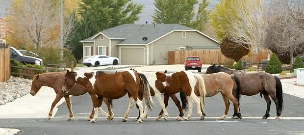 A band of wild horses stroll though a Dayton neighborhood on Tuesday.