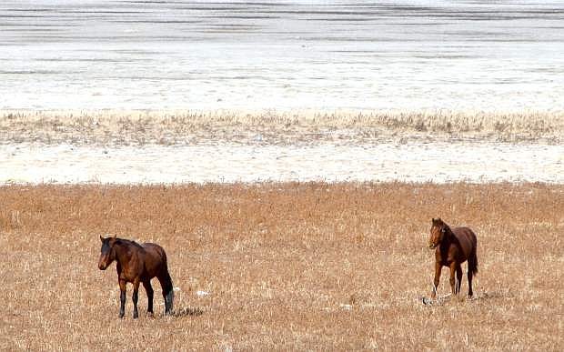 A pair of wild horses graze along the dry lake bed of Washoe lake on Monday.