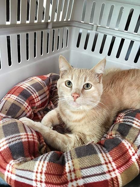The Nevada Humane Society is collecting donations to help Carson the cat, who was found on the side of the road with a broken jaw, broken legs and other injuries.