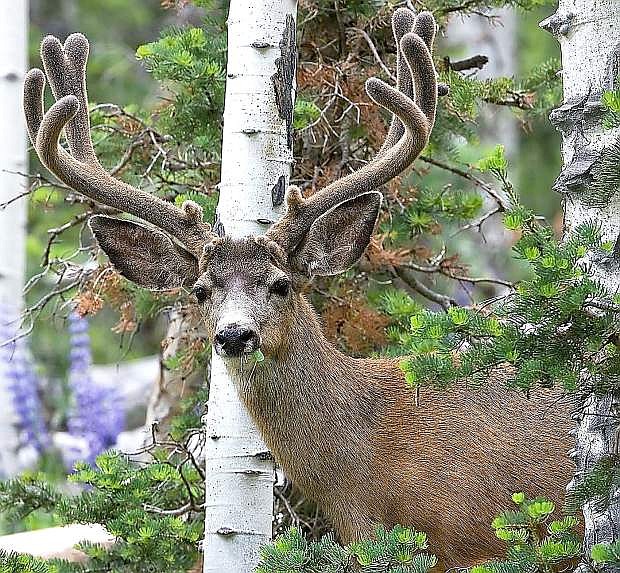 Big game hunting forecasts estimate an increase in deer population.