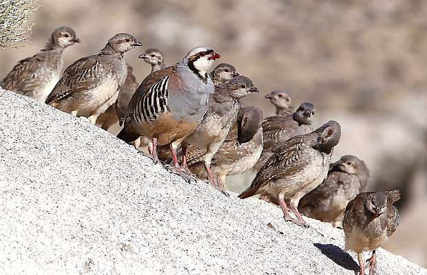 Bird hunting, specially chukar, is expected to have an increased population.