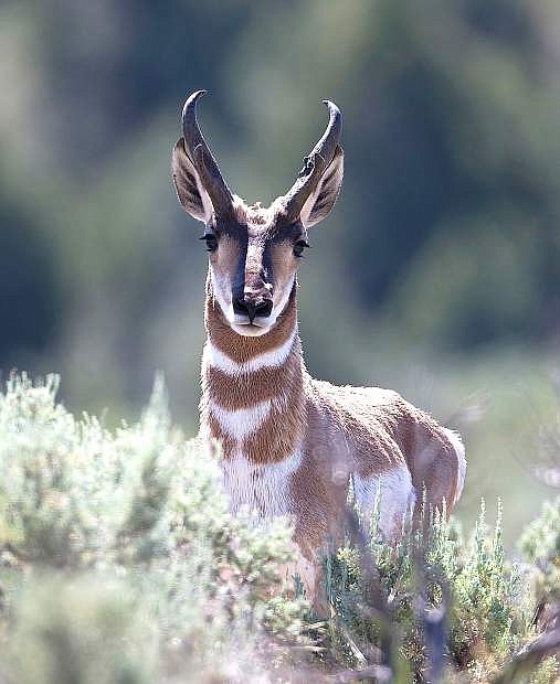 Antelope numbers have increased for the 2013 hunting season.
