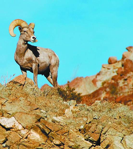 The bighorn sheep hunting season looks optimistic after herd populations rebounded from a disease outbreak several years ago.