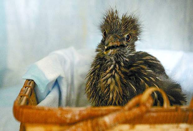 A black-crowned night heron recupertes at the Wild Animal Infirmary for Nevada in the 2011 file photo. The infirmary is seeking donations of bird feed for next spring.