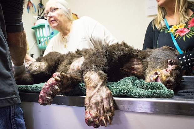 Injured in a wildfire in Washington, a black bear nicknamed &quot;Cinder&quot; was dropped off for treatment at Lake Tahoe Wildlife Care on Monday, Aug. 4 in South Lake Tahoe. A bear from the Paradise, Calif., area was dropped off Tuesday, Aug. 5. The wildlife rehabilitation center is treating 11 bears, the most it has ever had in for treatment at one time.