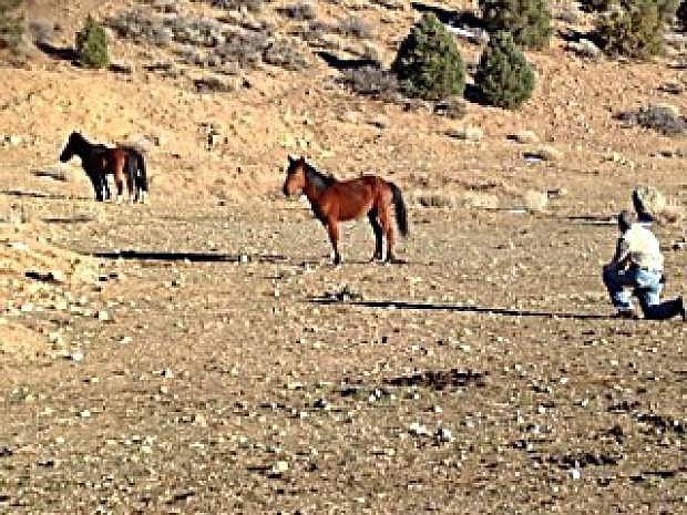 Volunteers encountered wild horses while cleaning the Jewish cemetery outside of Virginia City.
