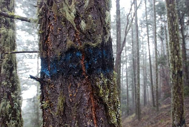 FILE - This March 18, 2011 file photo shows a Douglas fir tree on federal forest land outside Ruch, Ore. The blue paint marking a tree for harvest is leftover from a 2004 timber sale that drew no bids. The White House on Wednesday, Sept. 18, 2013 issued a statement saying President Obama would likely veto a bill to boost logging on federal forests, which includes a provision aimed at increasing revenues for timber counties in Oregon.   (AP Photo/Jeff Barnard, File)