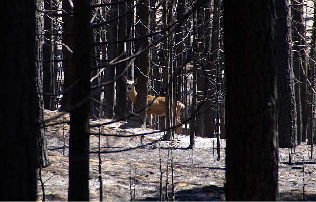 In this September photo provided by the U.S. Forest Service, a deer walks along Cherry Lake Road in the aftermath of the Rim Fire area near Yosemite National Park, Calif.