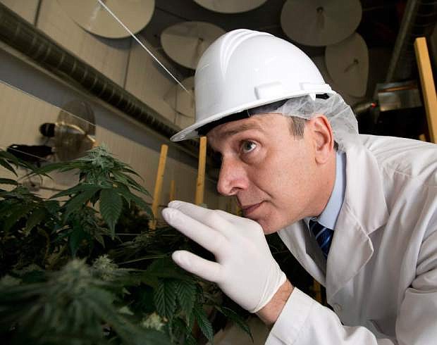 This Nov. 29, 2013 photo shows Mark Gobuty, Founder and CEO of The Peace Naturals Project checking the aroma of one of the cannabis plants in a greenhouse in Clearview, Ont. The company is one of the first to be approved by Health Canada to commercially produce and distribute dried cannabis ahead of changes next spring to Ottawa&#039;s marijuana medical access program. (AP Photo/The Canadian Press, Frank Gunn)