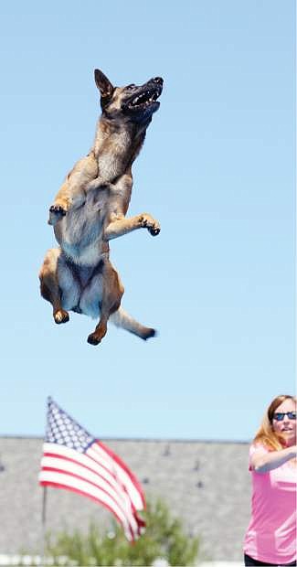 Michon Mills&#039; Belgian Malinois &#039;India&#039; jumps at the Splash Dogs competiton recently in Gardnerville.