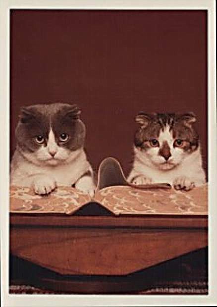 Baker and Taylor, the Minden library cats, became the unofficial mascot of the book wholesaler Baker &amp; Taylor.