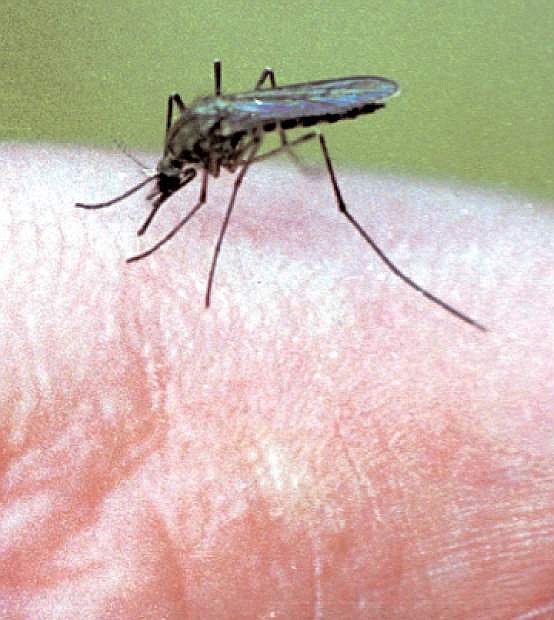 Mosquito isolated on white background, extreme close-up