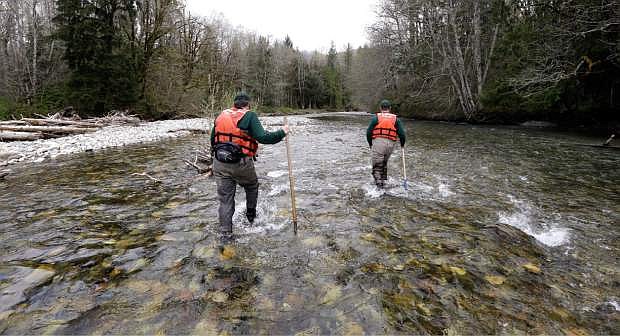 In this photo taken Tuesday, April 15, 2014, fisheries biologists Jenni Whitney, left, and Pete Verhey wade into Squire Creek, a tributary of the North Fork of the Stillaguamish River, as they search for salmon spawning nests near Darrington, Wash. Finding the nest, called a redd, is an encouraging sign that steelhead trout may be making their way upstream from Oso., Wash., above where a massive landslide decimated a riverside neighborhood a month ago and pushed several football fields worth of sediment down the hillside and across the river. As search crews continue to look for people missing in the slide, scientists also are closely monitoring how the slide is affecting federally endangered fish runs, including Chinook salmon and steelhead. (AP Photo/Elaine Thompson)