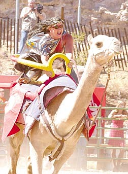 Donna Aartz rides a Camel during the Virginia City Camel Races. Photo by Brian Corley