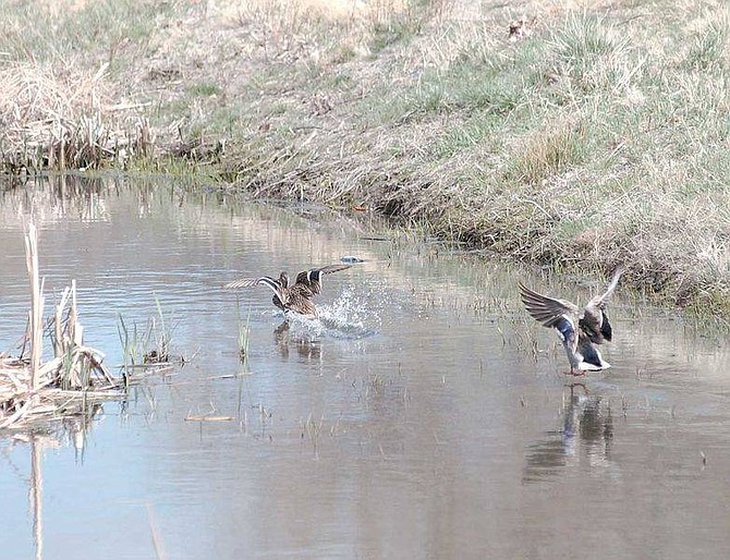 Photo by Brian CorelyIdentifying ducks such as these seen Friday in the Linear Ditch near Governor&#039;s Field may get easier. City and Brewery Arts Center officals are working to add descrptive signs of the region and its wildlife along Linear Park to create an intpretive trail.
