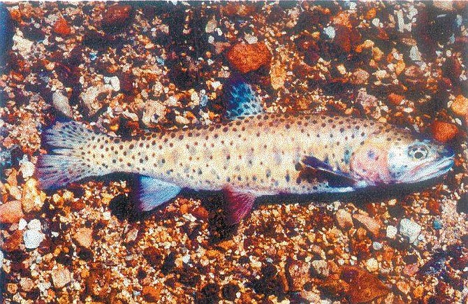 A Lahontan cutthroat trout. Researchers are attempting to restock the Walker River with natural cutthroat.